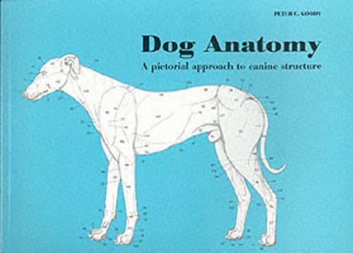 Dog Anatomy