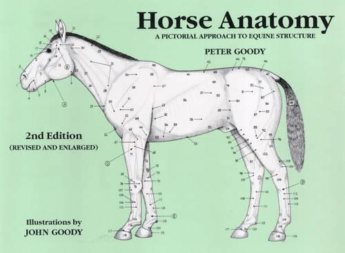 Horse Anatomy