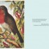 The Robin
