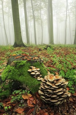 The Hidden Life of Trees: The Illustrated Edition