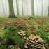The Hidden Life of Trees: The Illustrated Edition