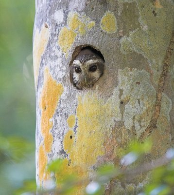 The Hidden Life of Trees: The Illustrated Edition