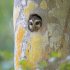 The Hidden Life of Trees: The Illustrated Edition