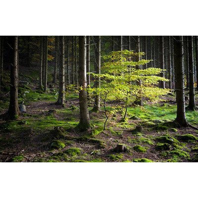 The Hidden Life of Trees: The Illustrated Edition