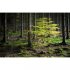 The Hidden Life of Trees: The Illustrated Edition
