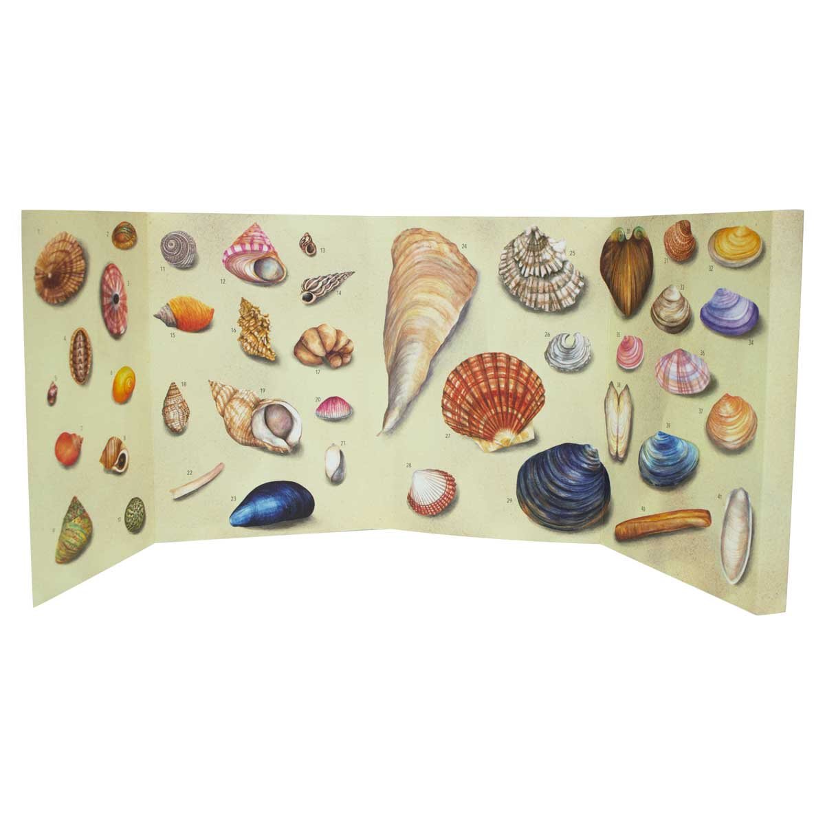 Shell Life on the Seashore