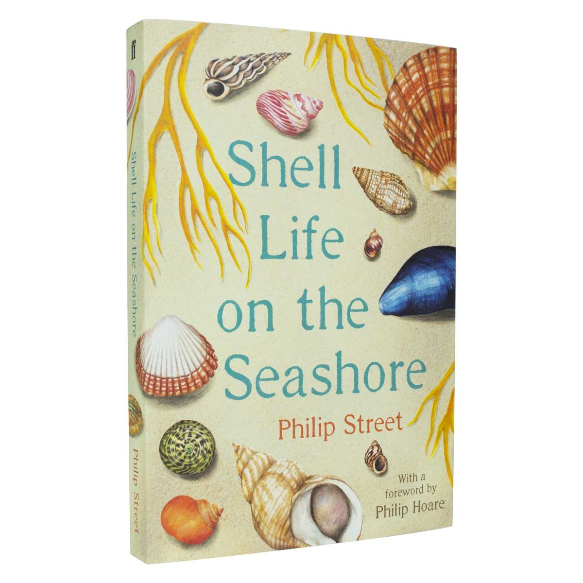 Shell Life on the Seashore