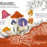 Little Guides to Nature: Hello Fungi