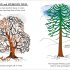 Little Guides to Nature: Hello Trees