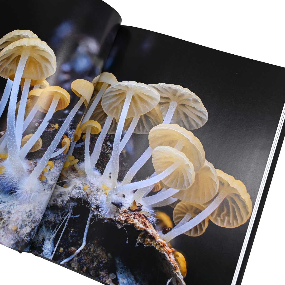 Entangled Life (The Illustrated Edition)