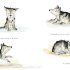 Victor, the Wolf with Worries