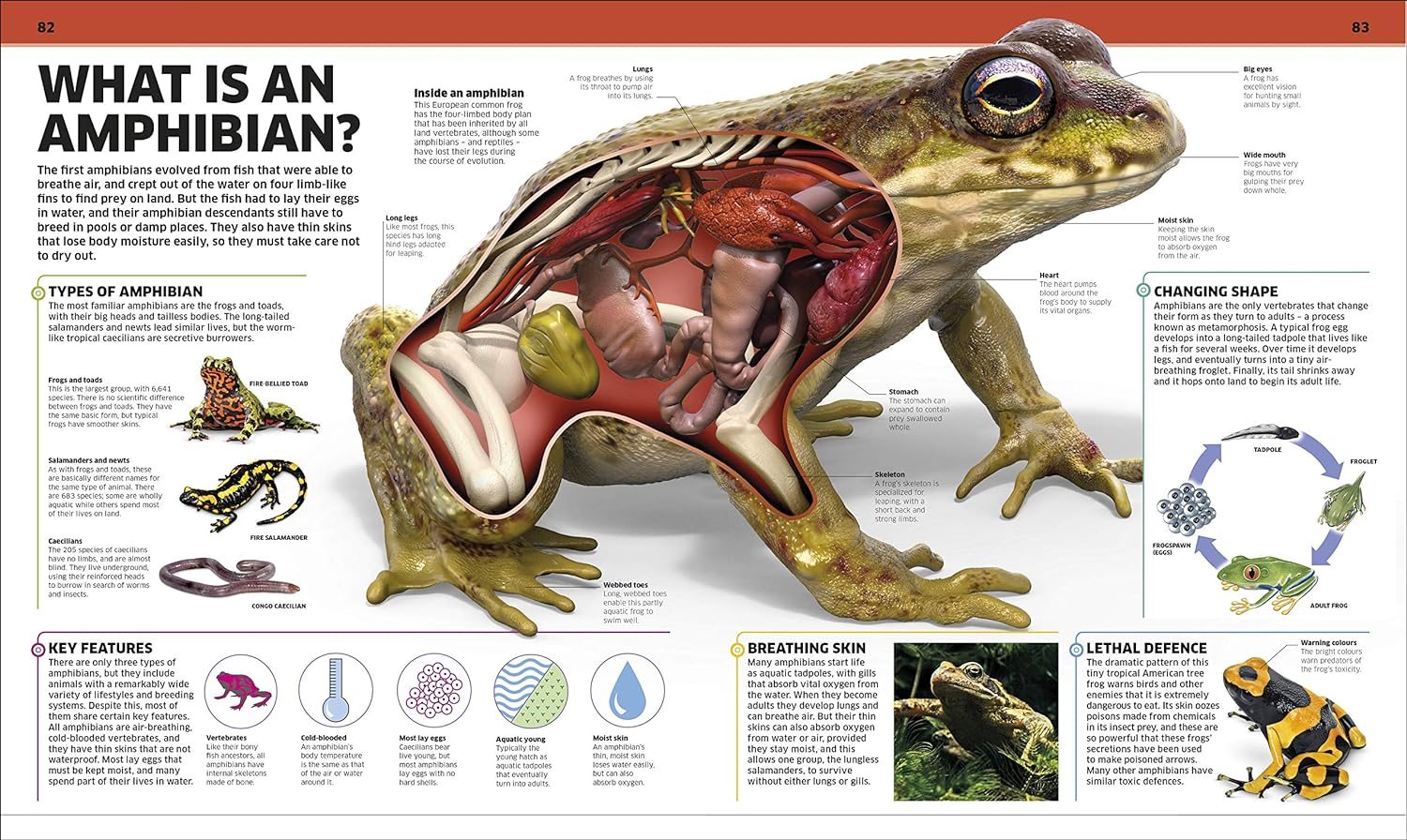 Knowledge Encyclopedia Animal!