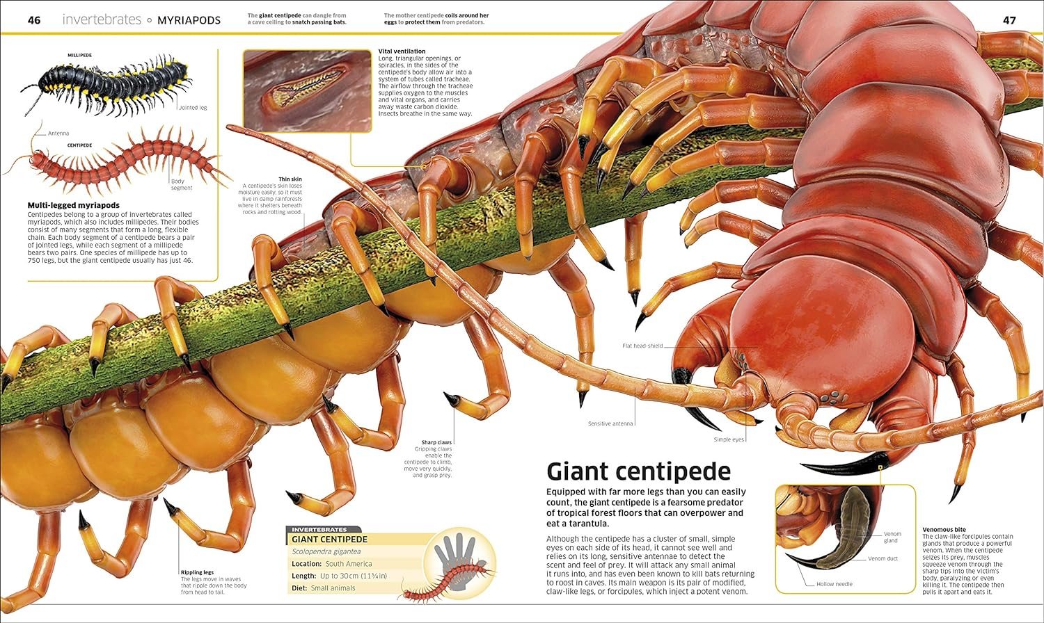 Knowledge Encyclopedia Animal!