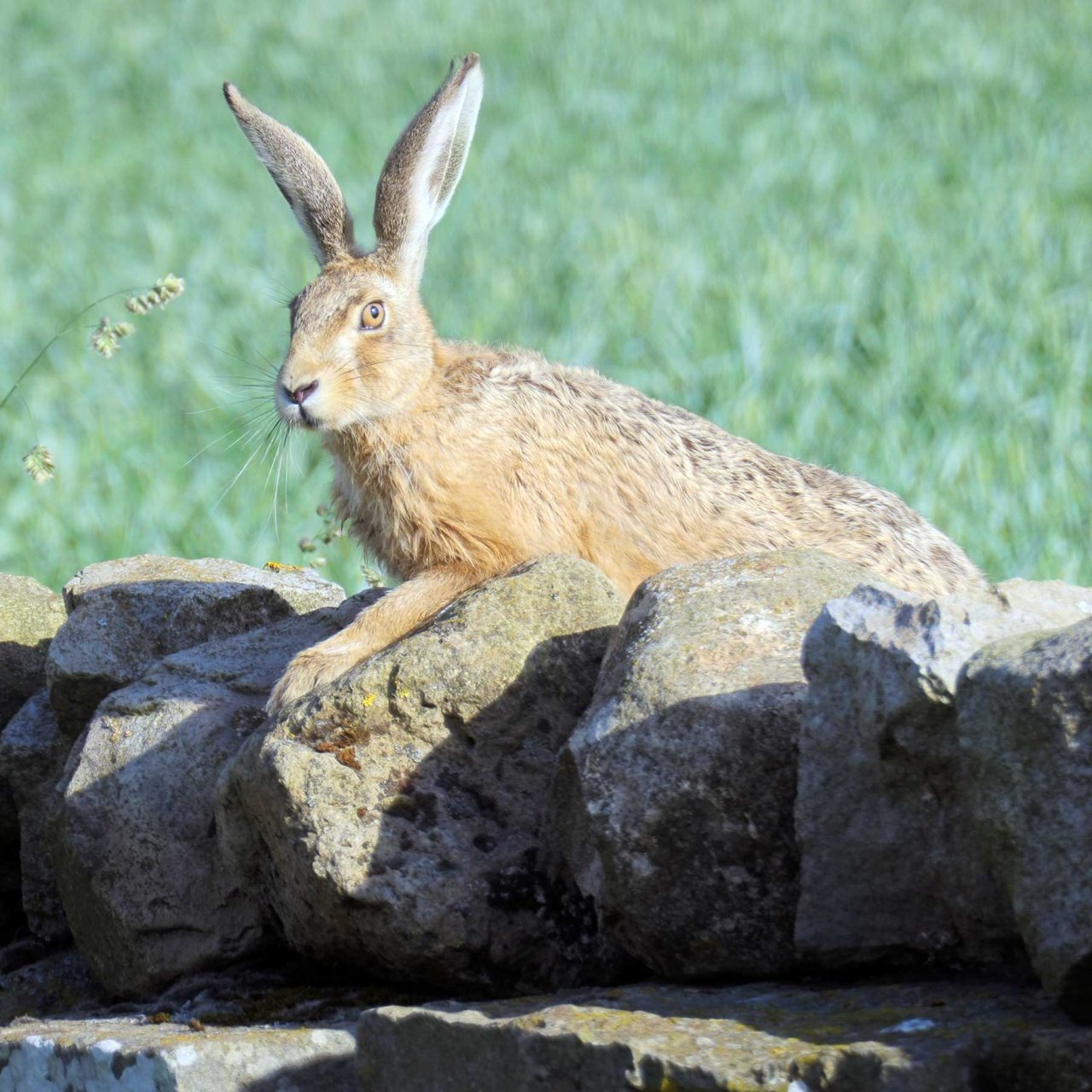 Raising Hare