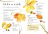 A Field Guide to Autumn