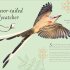 An Anthology of Exquisite Birds