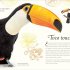 An Anthology of Exquisite Birds
