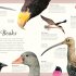 An Anthology of Exquisite Birds