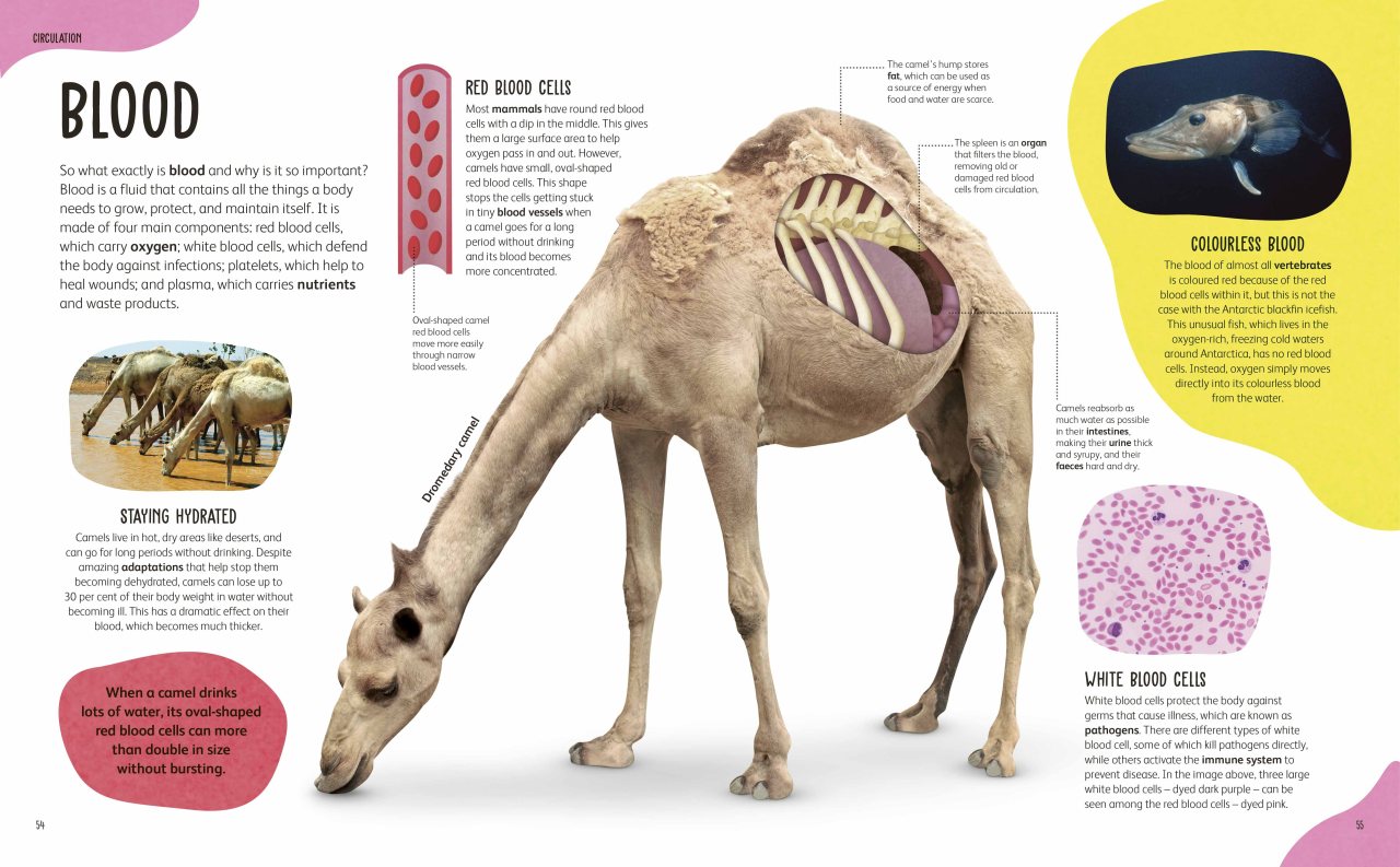 The Animal Body Book