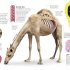 The Animal Body Book
