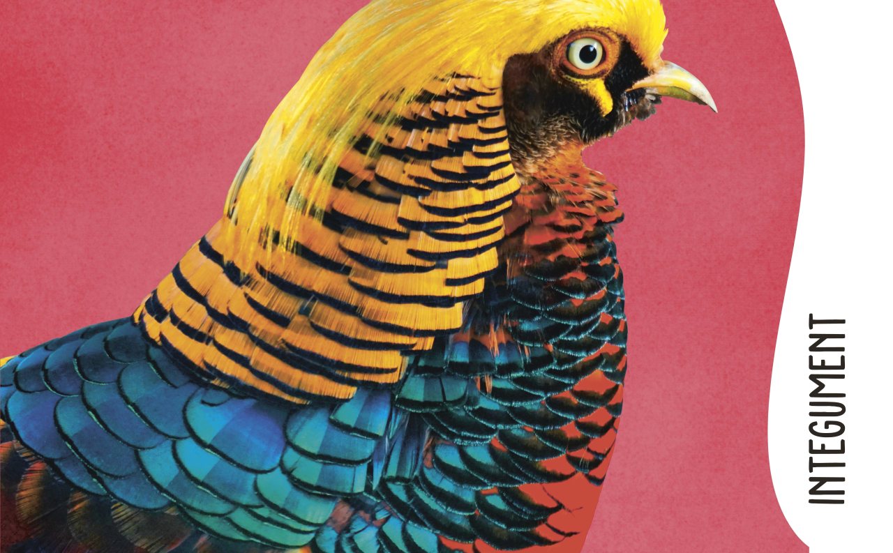 The Animal Body Book