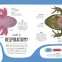 The Animal Body Book