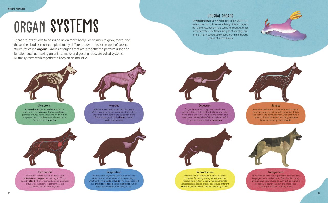 The Animal Body Book