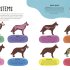 The Animal Body Book