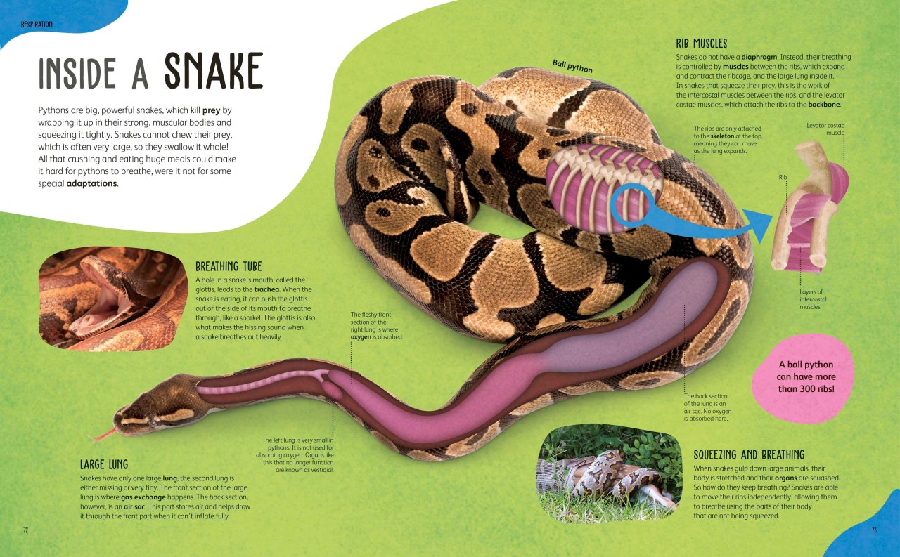 The Animal Body Book