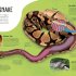 The Animal Body Book