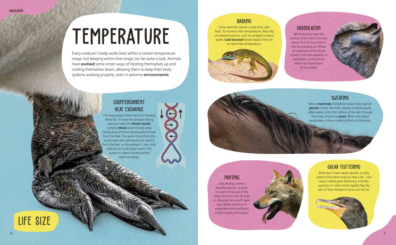 The Animal Body Book