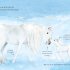 A Believer's Guide to Unicorns