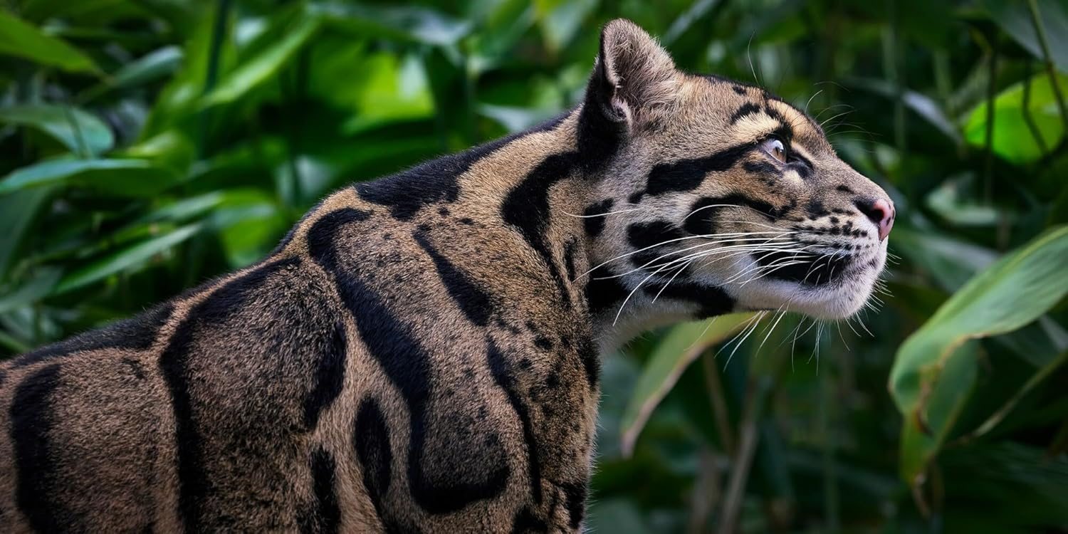 Feline