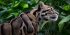Feline