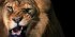 Feline