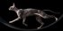 Feline
