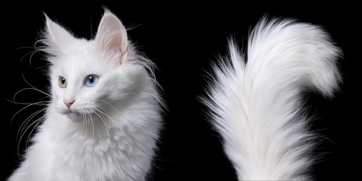 Feline