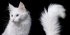 Feline