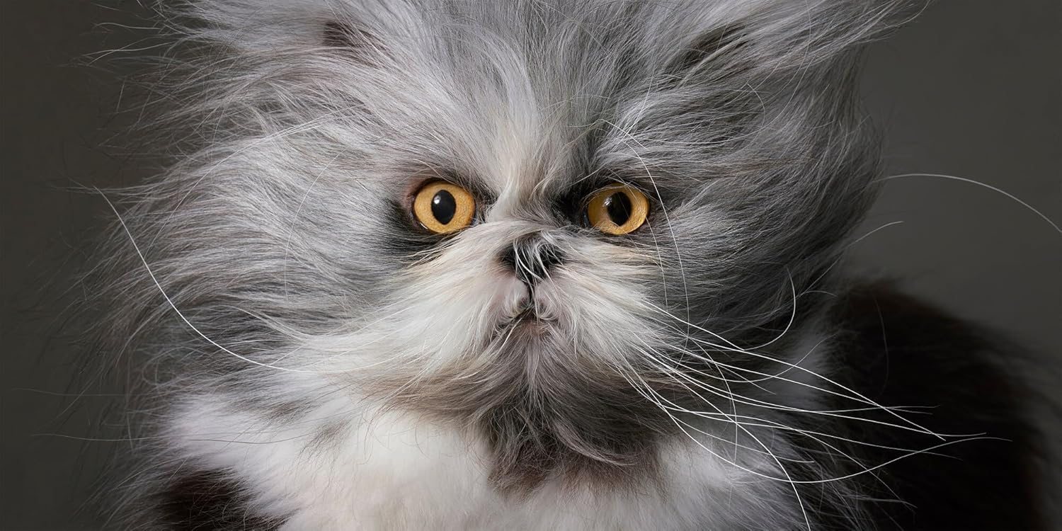 Feline
