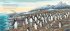Jonty Gentoo - The Adventures of a Penguin