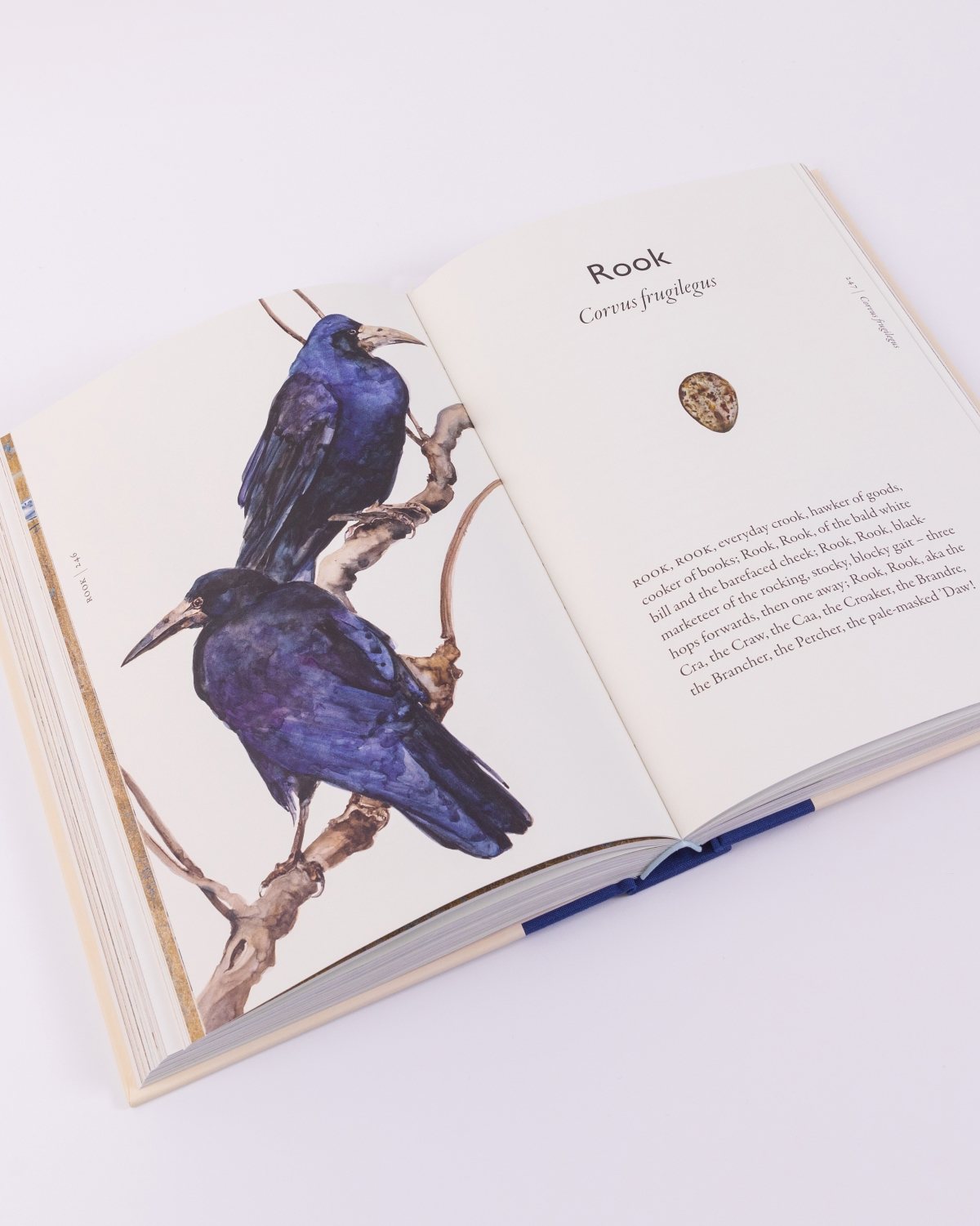 The Book of Birds