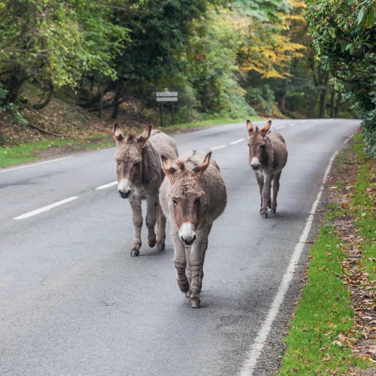 Hampshire: A Pictorial Journey