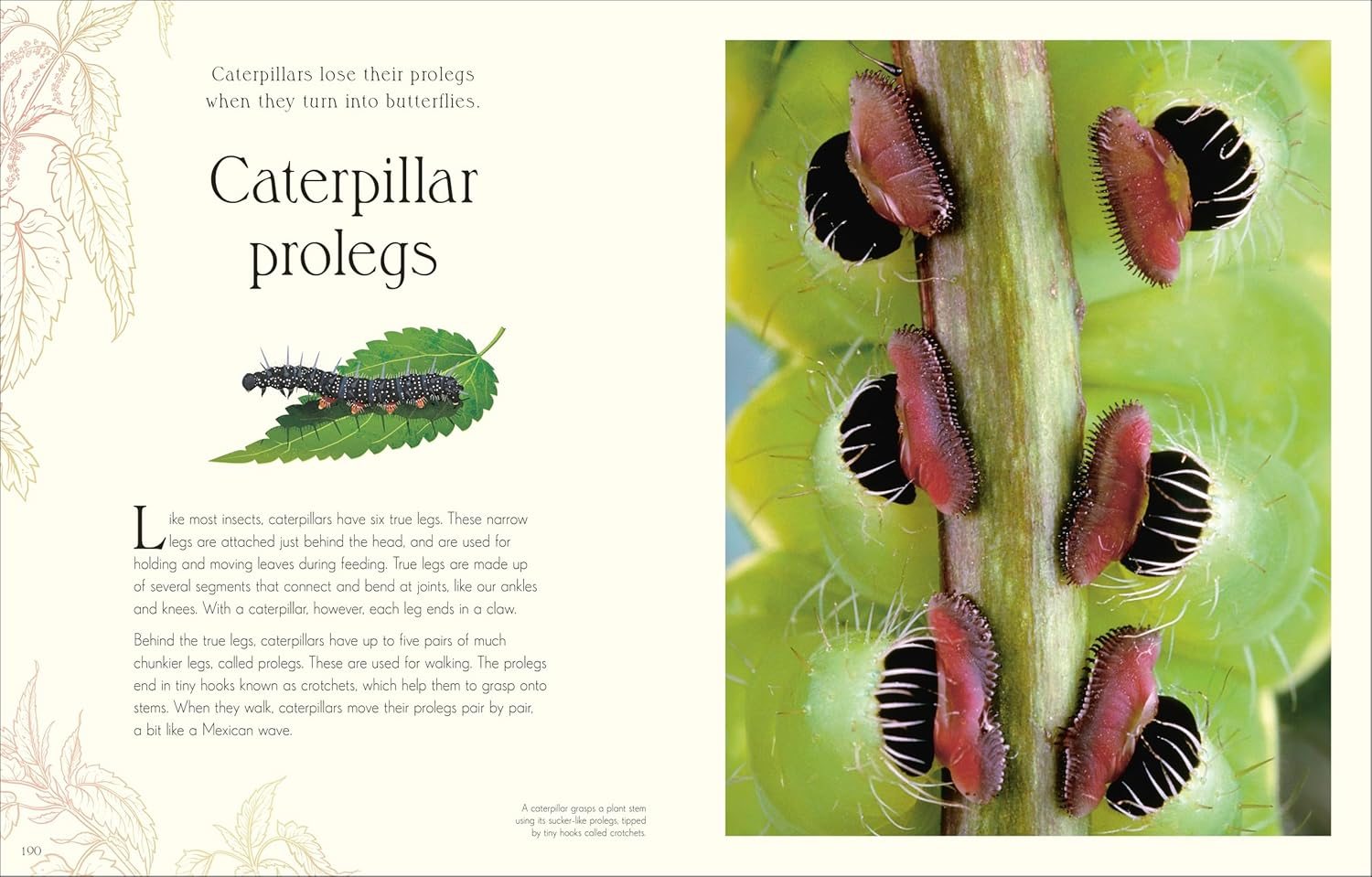 An Anthology of Micro Life