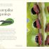 An Anthology of Micro Life