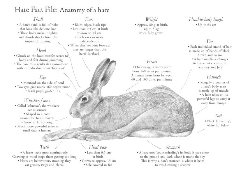 Raising Hare (Children's Edition)