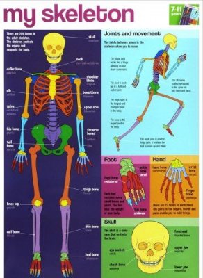 My Skeleton Wallchart